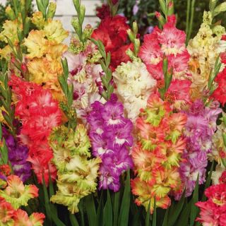 Parrot Gladiolus Mix Thumbnail